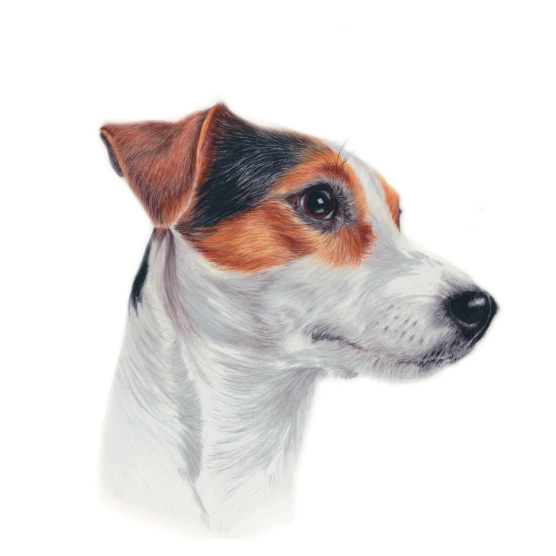 realistic custom pet portrait hand drawn in coloured pencil - personalised dog  from photo